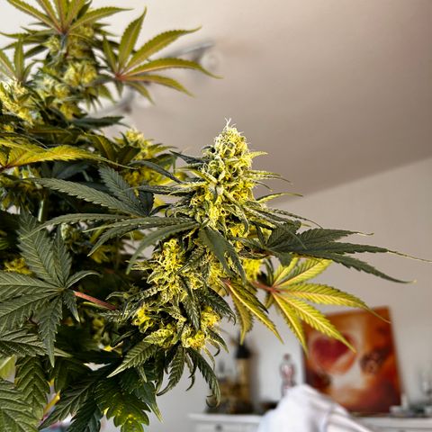 Royal Queen 1 growlog timeline photo