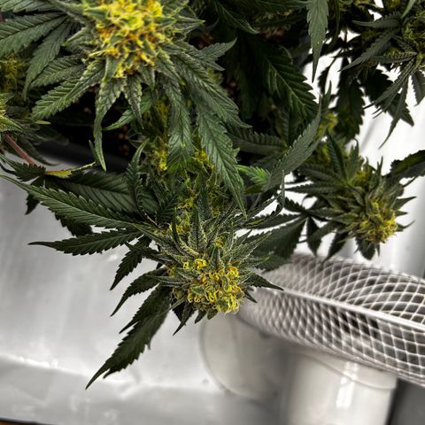 Royal Queen 1 growlog timeline photo