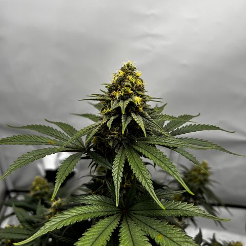 Royal Queen 1 growlog timeline photo