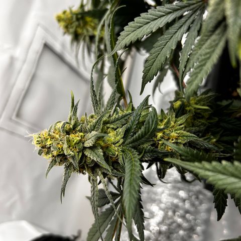 Royal Queen 1 growlog timeline photo
