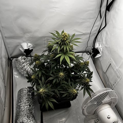 Royal Queen 1 growlog timeline photo