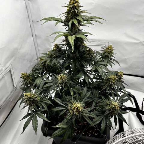 Royal Queen 1 growlog timeline photo