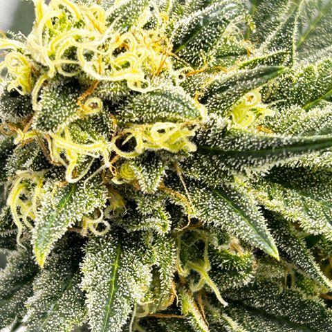 Royal Queen 1 growlog timeline photo