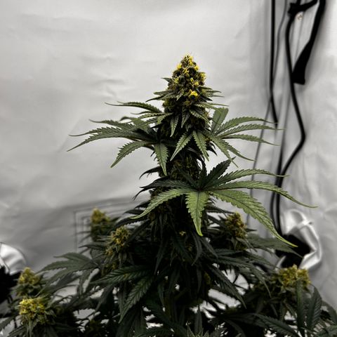 Royal Queen 1 growlog timeline photo