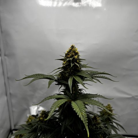 Royal Queen 1 growlog timeline photo