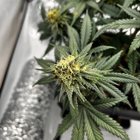 Royal Queen 1 growlog timeline photo