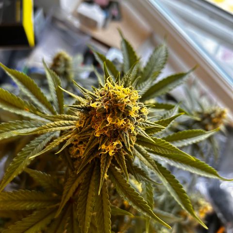 Royal Queen 1 growlog timeline photo