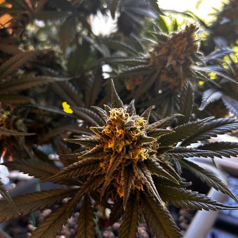 Royal Queen 1 growlog timeline photo