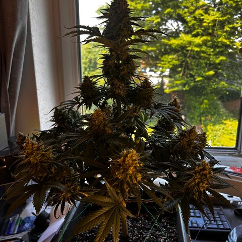 Royal Queen 1 growlog timeline photo