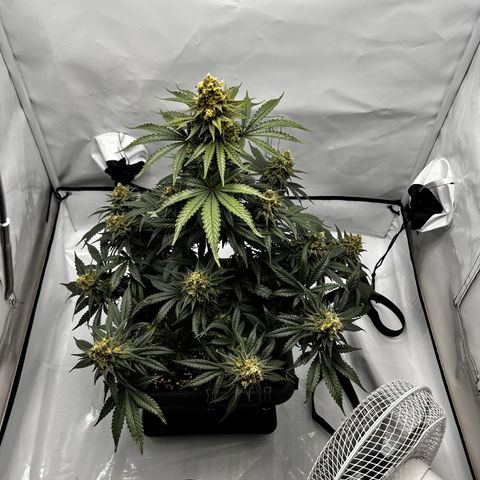 Royal Queen 1 growlog timeline photo