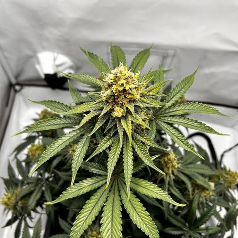 Royal Queen 1 growlog timeline photo