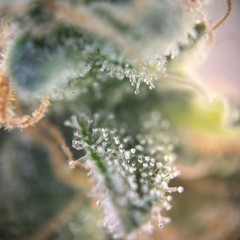 Royal Queen 1 growlog timeline photo