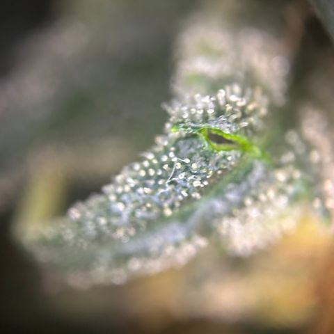 Royal Queen 1 growlog timeline photo