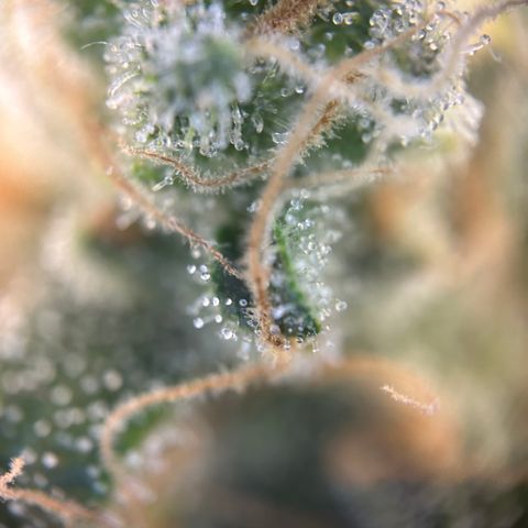 Royal Queen 1 growlog timeline photo