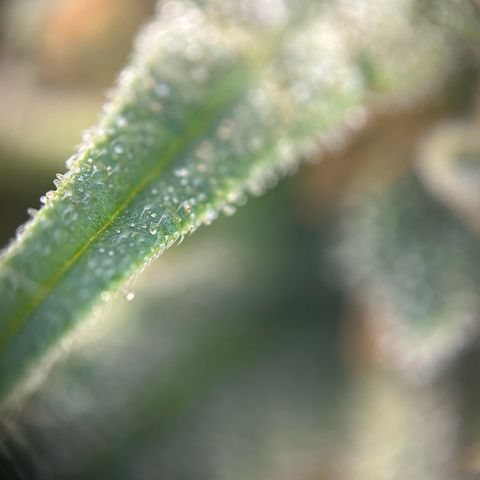 Royal Queen 1 growlog timeline photo