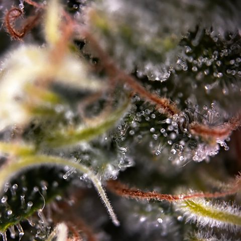 Royal Queen 1 growlog timeline photo