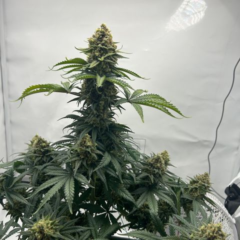 Royal Queen 1 growlog timeline photo
