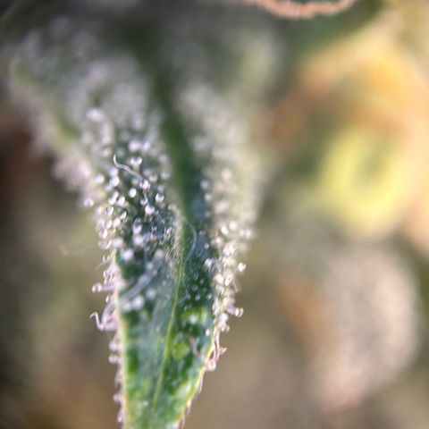 Royal Queen 1 growlog timeline photo