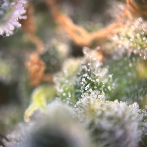 Royal Queen 1 growlog timeline photo