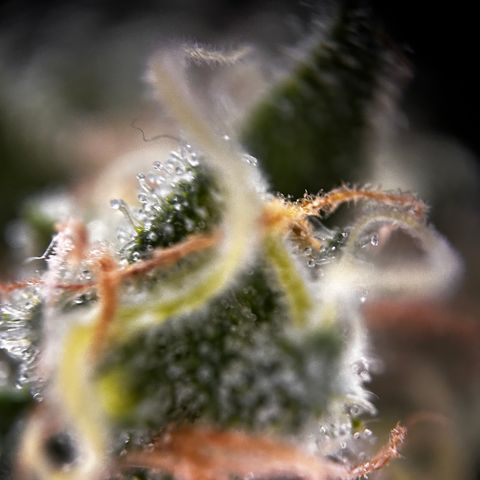 Royal Queen 1 growlog timeline photo