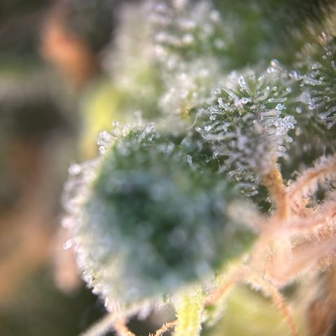 Royal Queen 1 growlog timeline photo