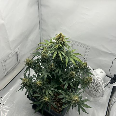 Royal Queen 1 growlog timeline photo
