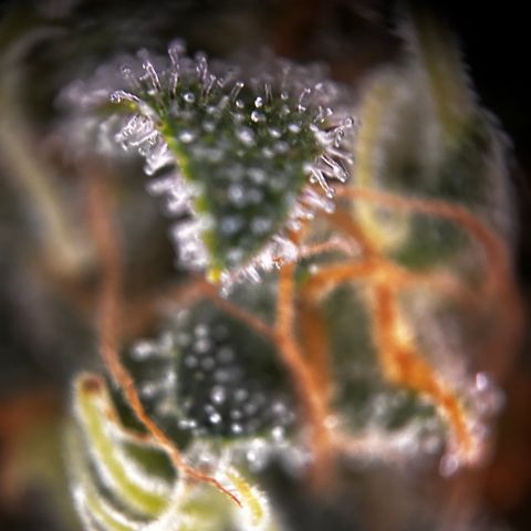 Royal Queen 1 growlog timeline photo