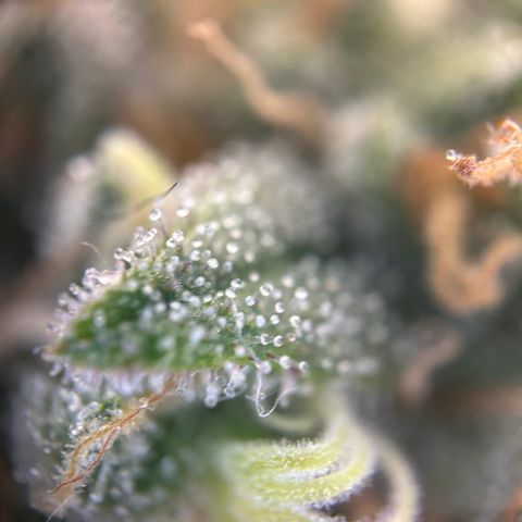 Royal Queen 1 growlog timeline photo