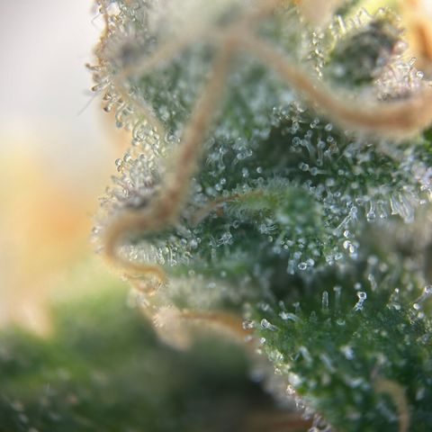 Royal Queen 1 growlog timeline photo