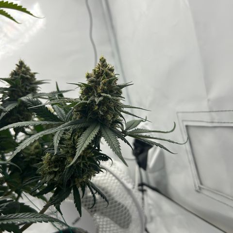 Royal Queen 1 growlog timeline photo
