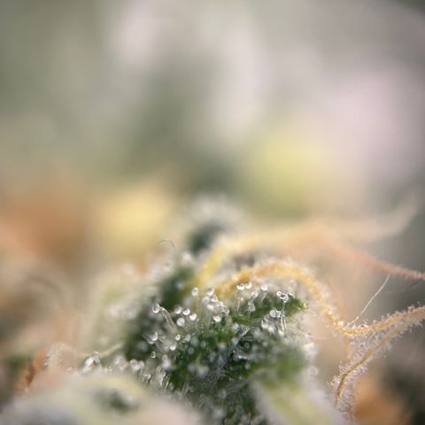Royal Queen 1 growlog timeline photo