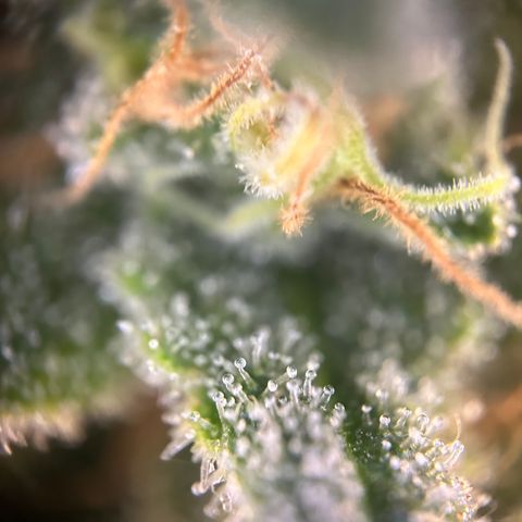 Royal Queen 1 growlog timeline photo