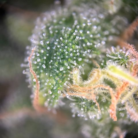 Royal Queen 1 growlog timeline photo
