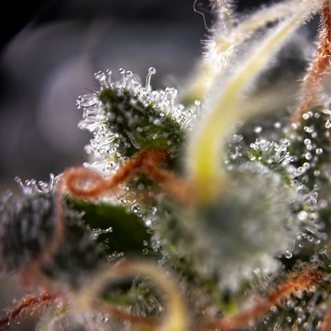 Royal Queen 1 growlog timeline photo