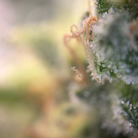 Royal Queen 1 growlog timeline photo