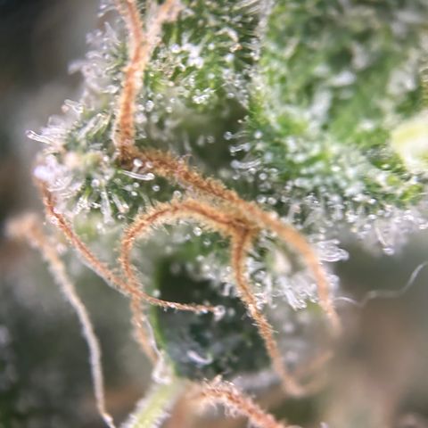 Royal Queen 1 growlog timeline photo