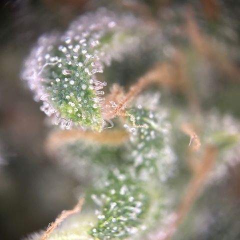 Royal Queen 1 growlog timeline photo