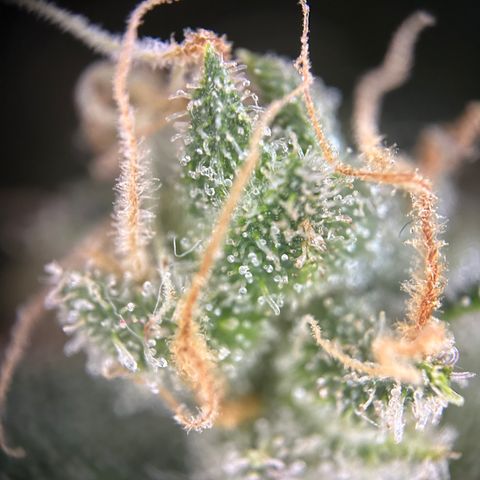 Royal Queen 1 growlog timeline photo