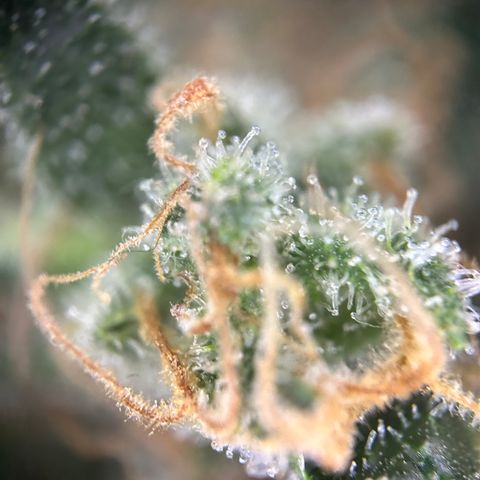 Royal Queen 1 growlog timeline photo