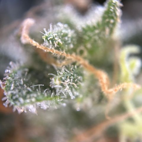 Royal Queen 1 growlog timeline photo