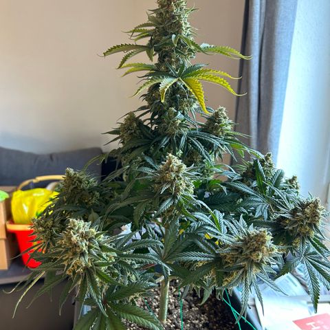 Royal Queen 1 growlog timeline photo