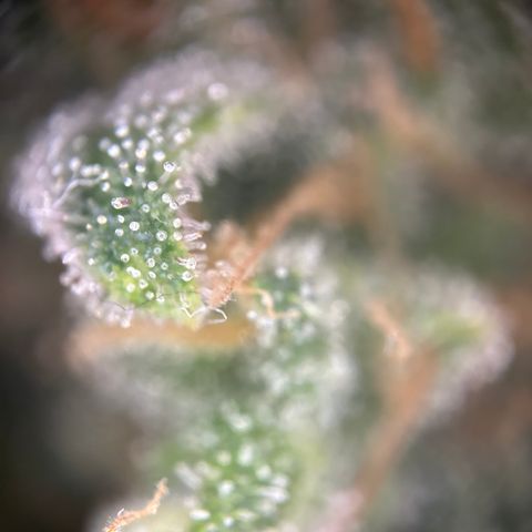 Royal Queen 1 growlog timeline photo