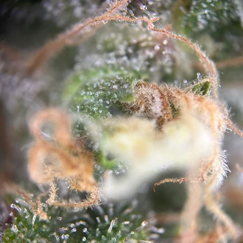 Royal Queen 1 growlog timeline photo