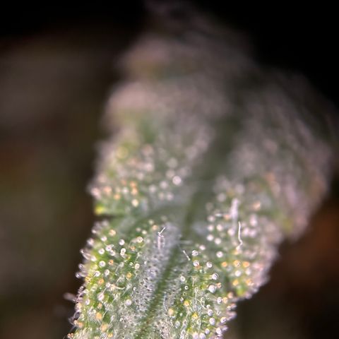 Royal Queen 1 growlog timeline photo