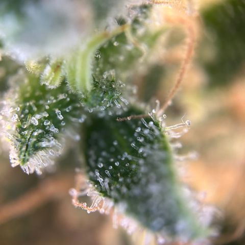 Royal Queen 1 growlog timeline photo