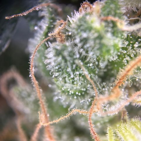 Royal Queen 1 growlog timeline photo