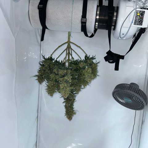 Royal Queen 1 growlog timeline photo