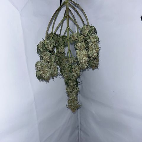 Royal Queen 1 growlog timeline photo