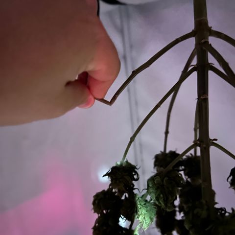 Royal Queen 1 growlog photo: Noch nicht gebrochen. Schade!
