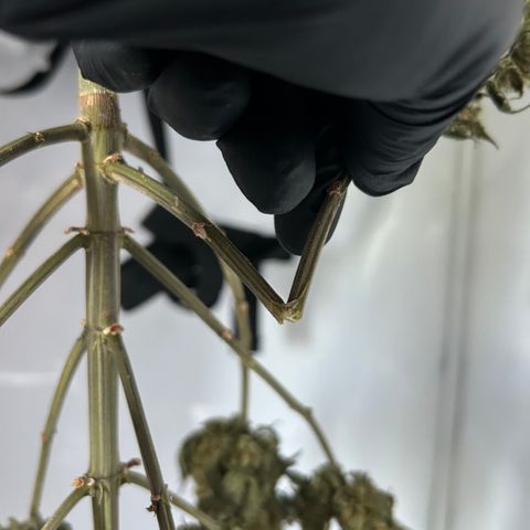Royal Queen 1 growlog timeline photo